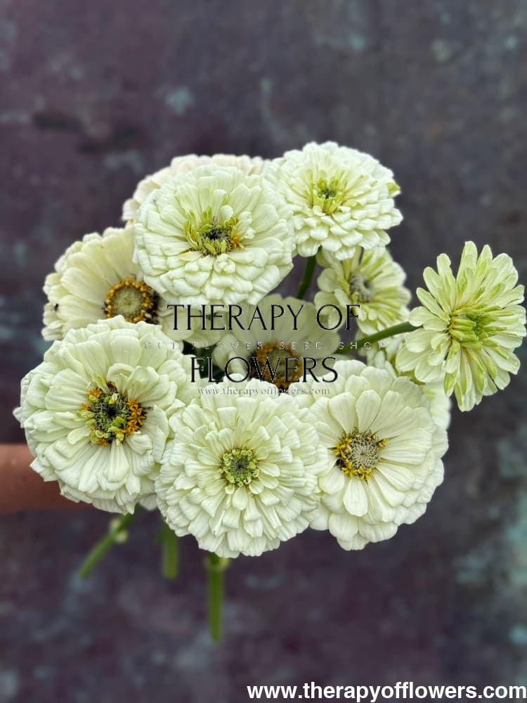 Zinnia elegans Benary's Giant White therapyofflowers.com