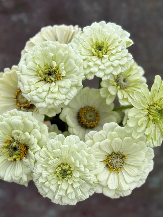 Zinnia elegans Benary's Giant White therapyofflowers.com