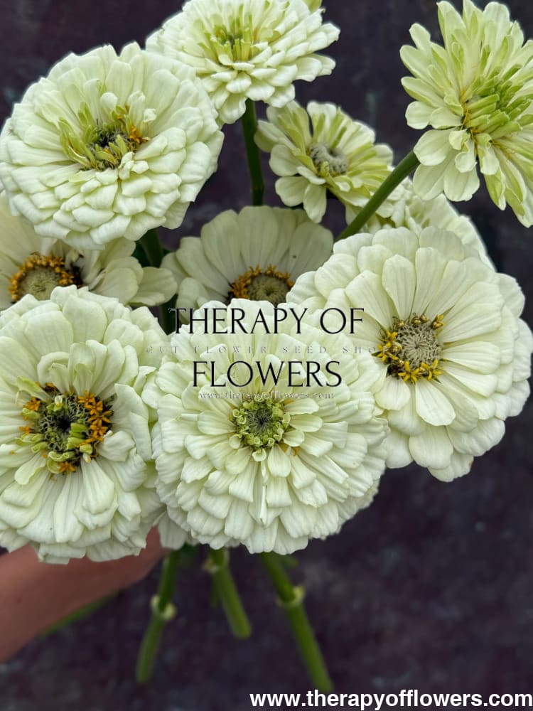 Zinnia elegans Benary's Giant White therapyofflowers.com