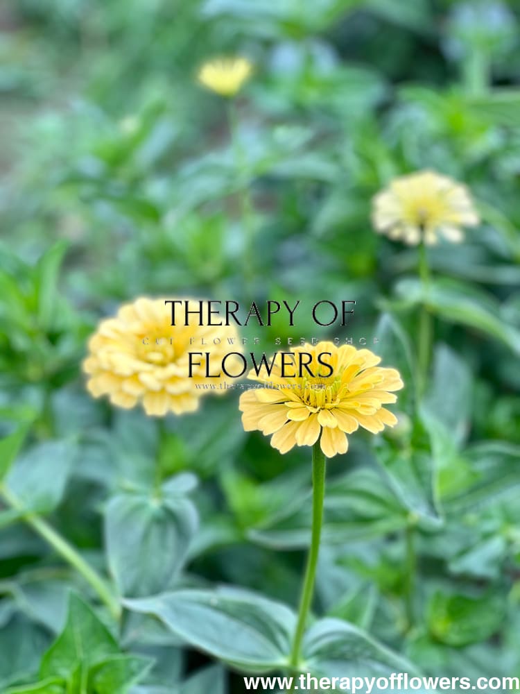 Zinnia elegans Isabellina Creamy Yellow therapyofflowers.com