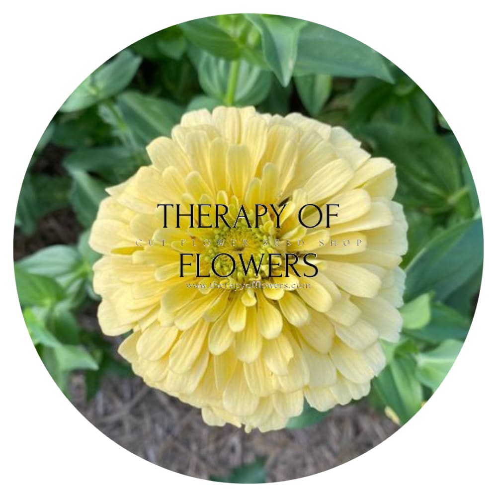 Zinnia elegans Isabellina