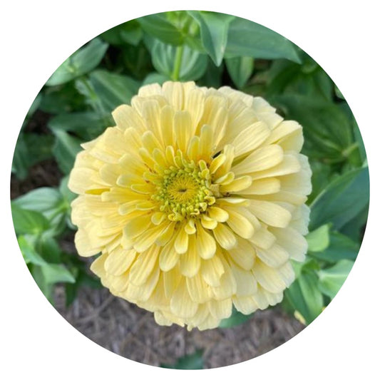 Zinnia elegans Isabellina