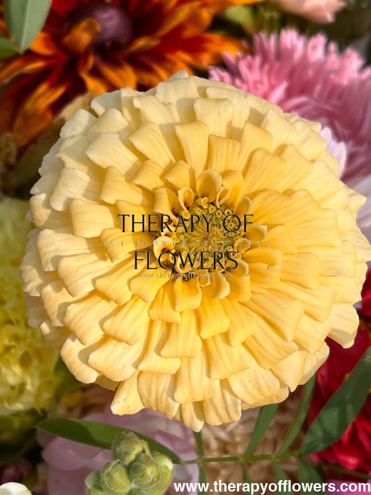Zinnia elegans Isabellina Creamy Yellow | For Cut Flower Gardens - 0.5 gram / Creamy Yellow - seeds