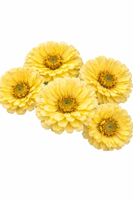 Zinnia elegans Isabellina Creamy Yellow | For Cut Flower Gardens - 0.5 gram / Creamy Yellow - seeds