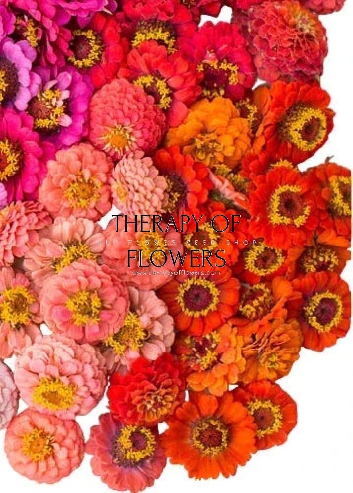 Zinnia elegans Lilliput Orange | 2 gram seeds therapyofflowers.com