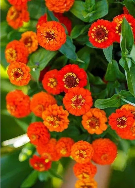 Zinnia elegans Lilliput Orange | 2 gram seeds therapyofflowers.com