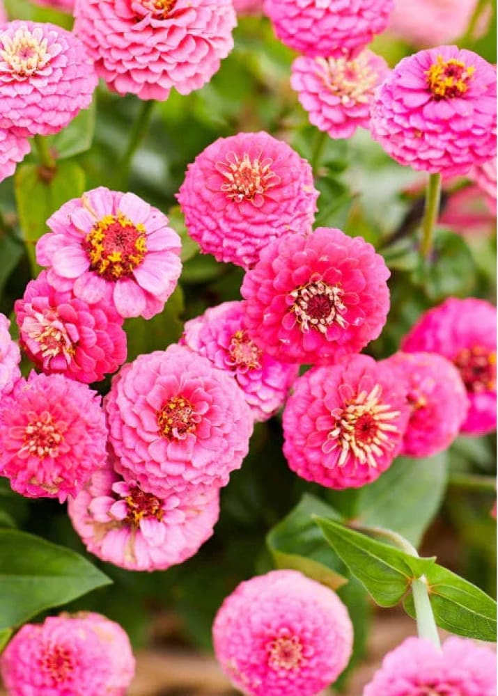 Zinnia elegans Lilliput Rose