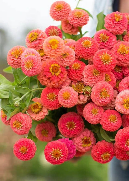 Zinnia Seeds - Lilliput Salmon