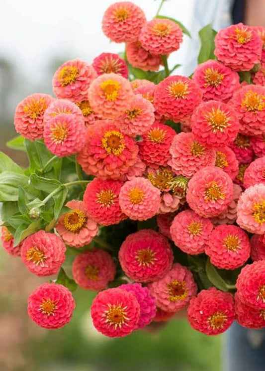 Zinnia Seeds - Lilliput Salmon