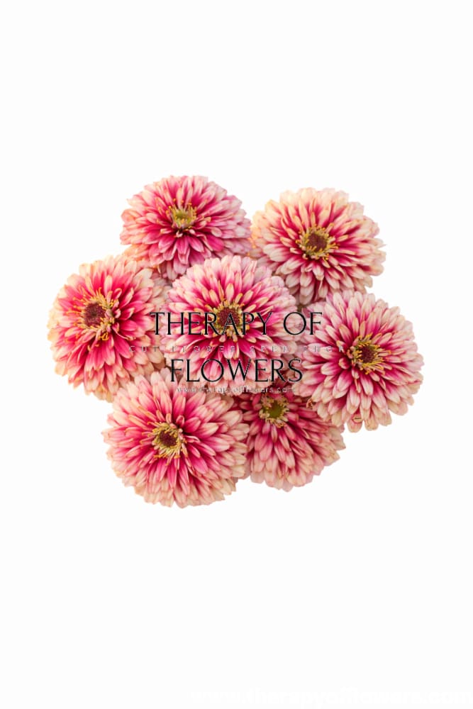 Zinnia elegans Mazurkia | Bicolor Zinnia | Scarlet & Cream - 0.5 gram / 65 - 75 cm / Scarlet & Cream - Seeds