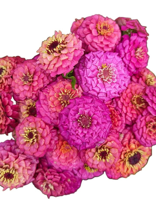 Zinnia elegans OKLAHOMA carmine therapyofflowers.com