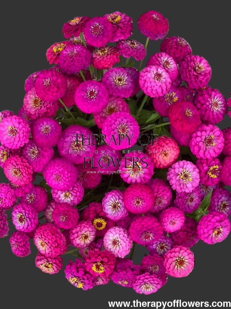 Zinnia elegans Oklahoma Carmine | Elegant Cut Flower Zinnia therapyofflowers.com