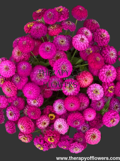 Zinnia elegans Oklahoma Carmine | Elegant Cut Flower Zinnia therapyofflowers.com