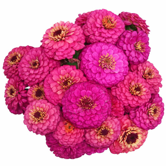 Zinnia elegans Oklahoma Carmine | Elegant Cut Flower Zinnia - 20 seeds / Intense hot pink - flowers