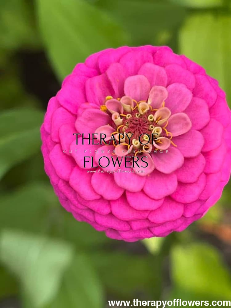 Zinnia elegans OKLAHOMA carmine therapyofflowers.com