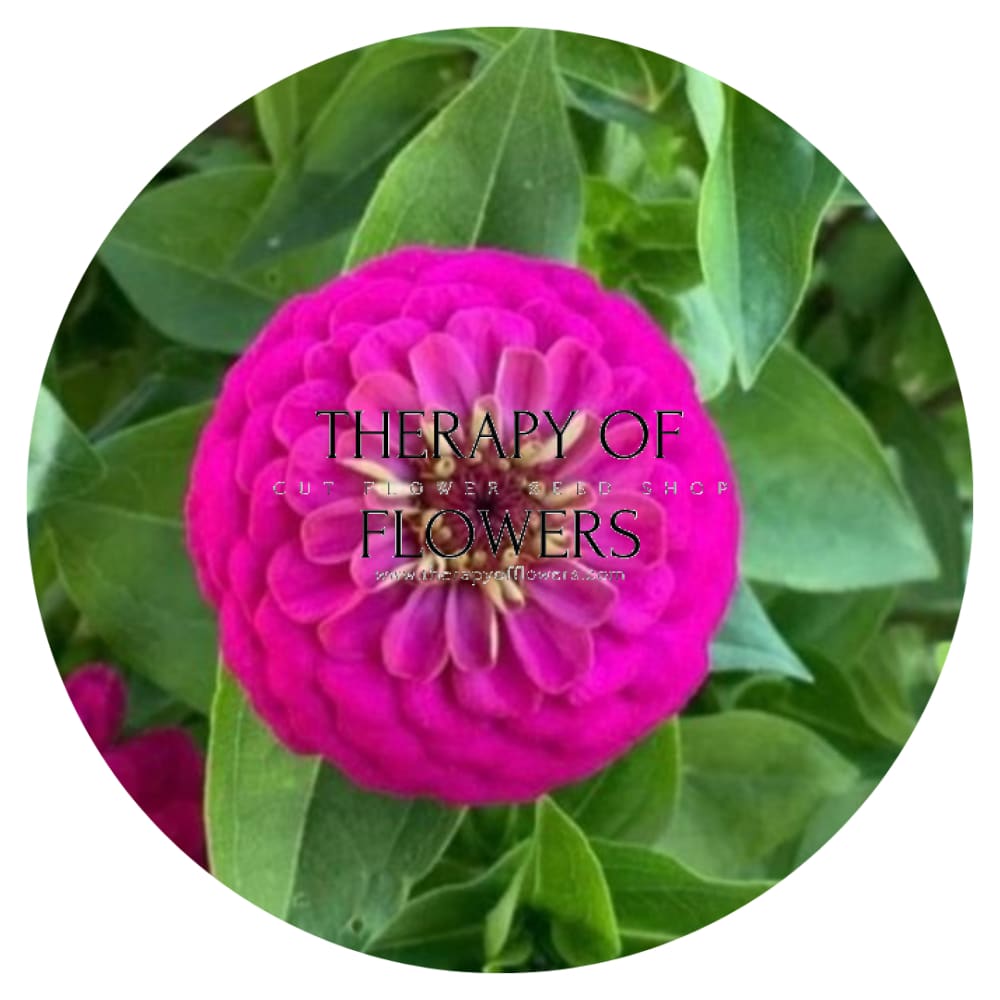 Zinnia elegans OKLAHOMA carmine therapyofflowers.com