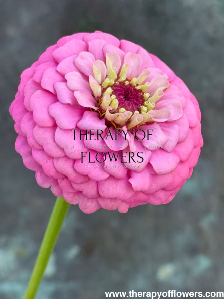 Zinnia elegans OKLAHOMA pink therapyofflowers.com