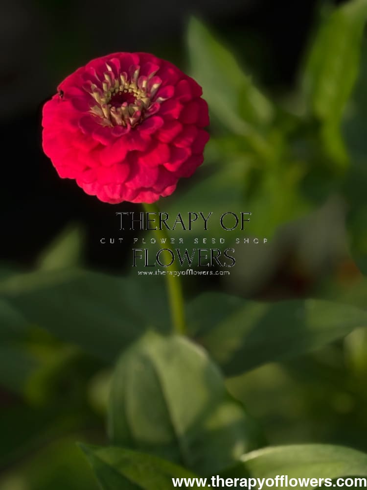 Zinnia elegans OKLAHOMA pink therapyofflowers.com