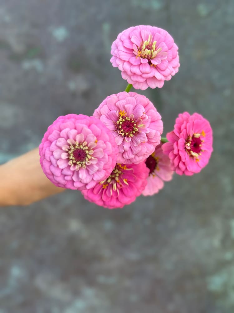 Zinnia elegans OKLAHOMA pink therapyofflowers.com