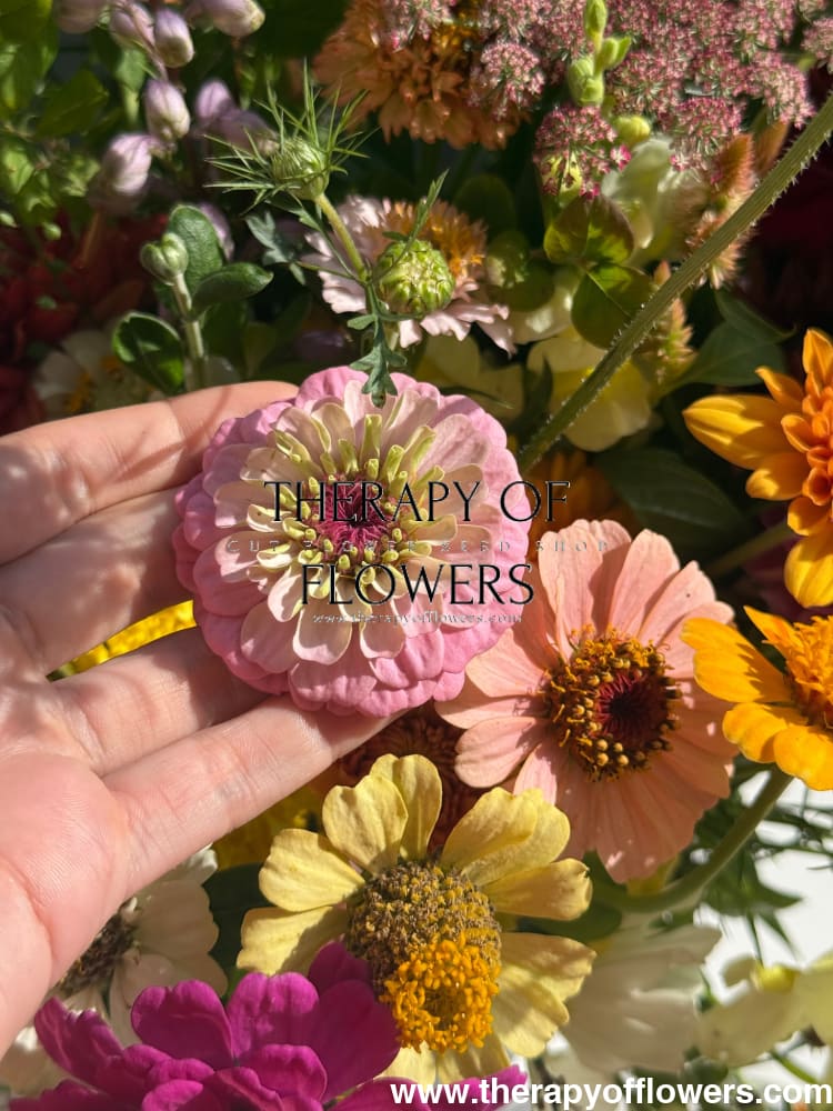 Zinnia elegans OKLAHOMA pink therapyofflowers.com