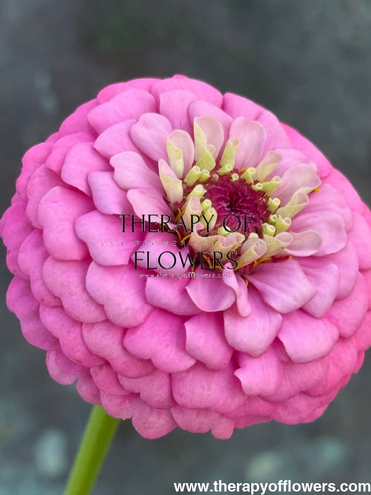 Zinnia elegans OKLAHOMA pink therapyofflowers.com