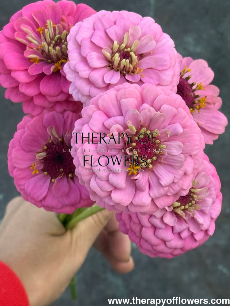 Zinnia elegans OKLAHOMA pink therapyofflowers.com