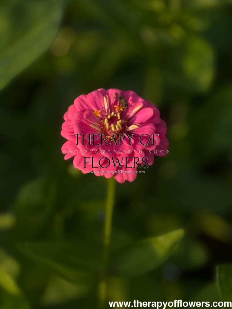 Zinnia elegans OKLAHOMA pink therapyofflowers.com