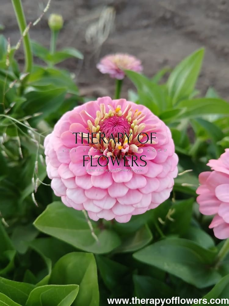Zinnia elegans OKLAHOMA pink therapyofflowers.com
