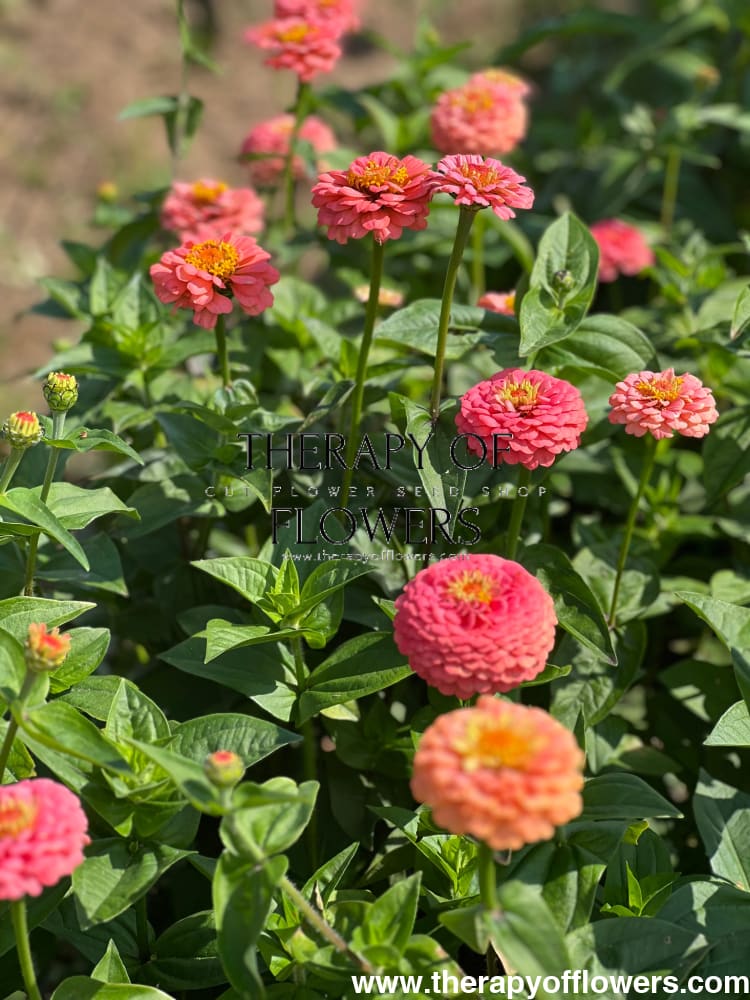 Zinnia elegans OKLAHOMA salmon therapyofflowers.com