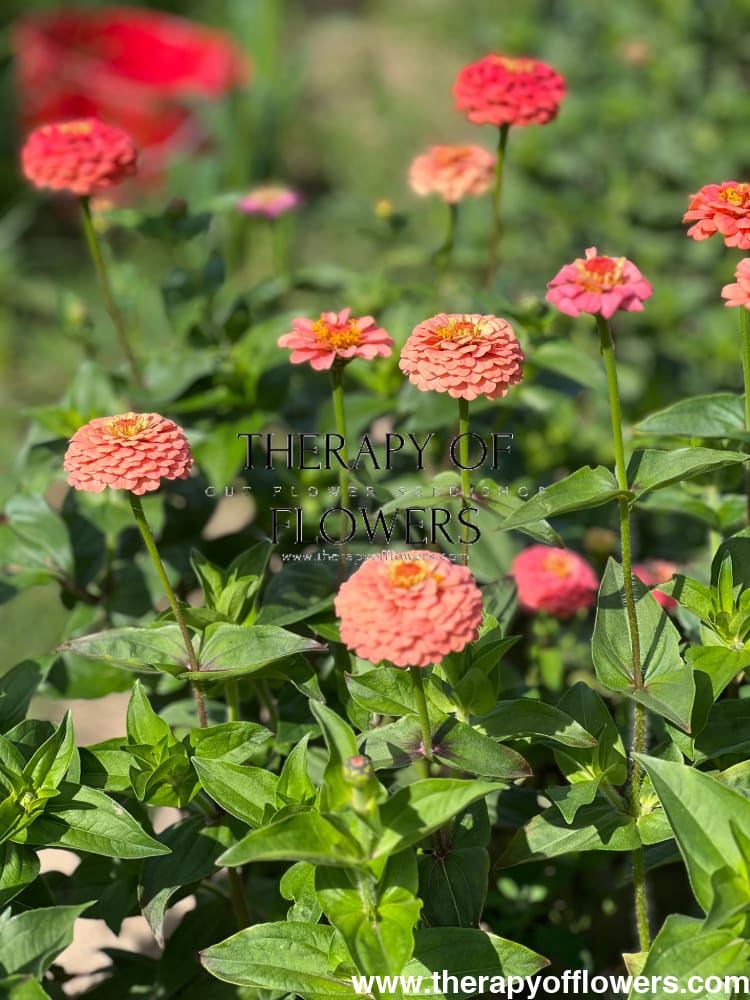 Zinnia elegans OKLAHOMA salmon therapyofflowers.com