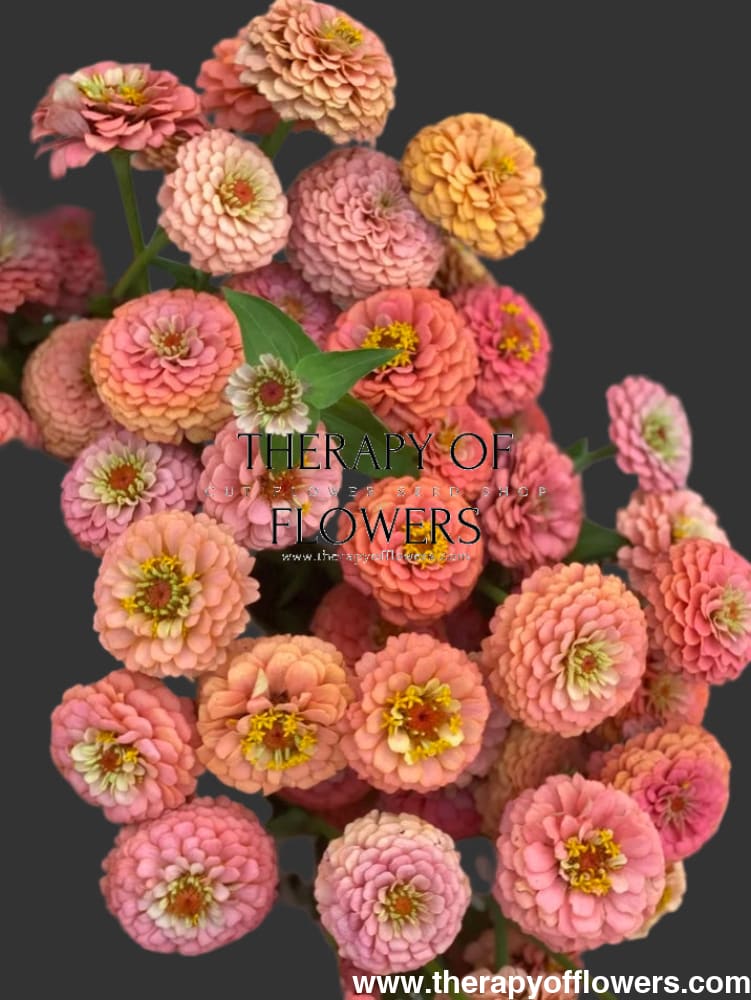 Zinnia elegans OKLAHOMA Salmon therapyofflowers.com