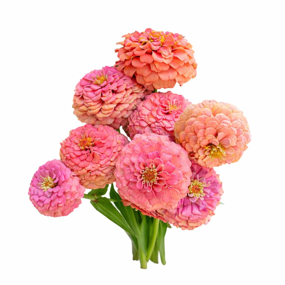Zinnia elegans OKLAHOMA Salmon | Cut Flower Zinnia - 20 seeds / Salmon - Seeds