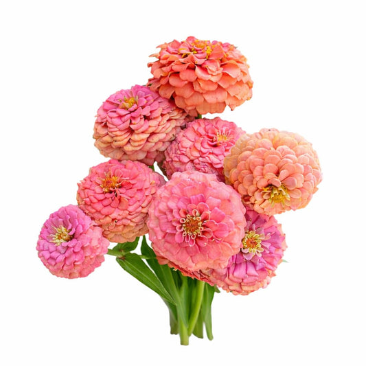 Zinnia elegans OKLAHOMA Salmon | Cut Flower Zinnia - 20 seeds / Salmon - Seeds