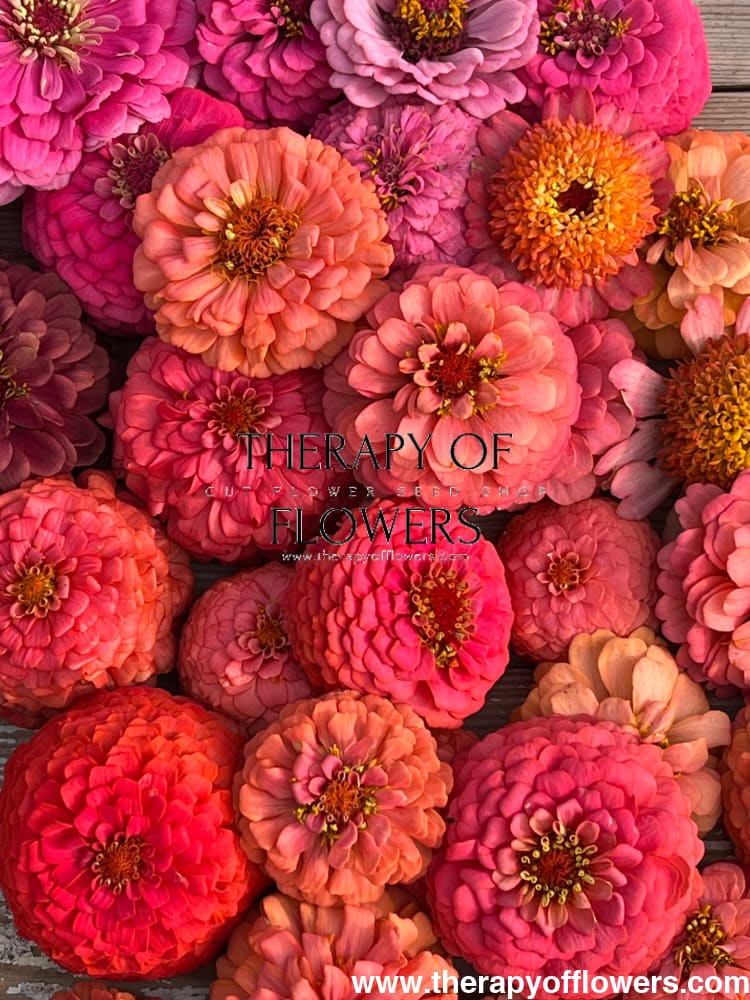 Zinnia elegans OKLAHOMA Salmon therapyofflowers.com