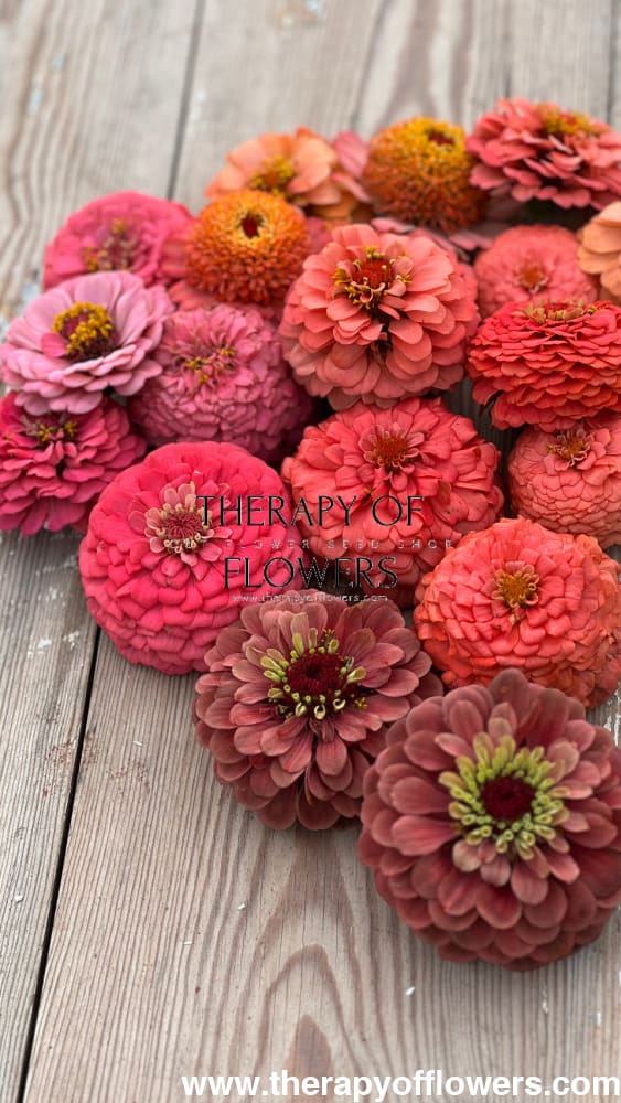 Zinnia elegans OKLAHOMA Salmon therapyofflowers.com