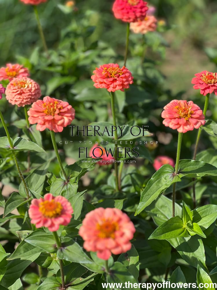 Zinnia elegans OKLAHOMA salmon therapyofflowers.com