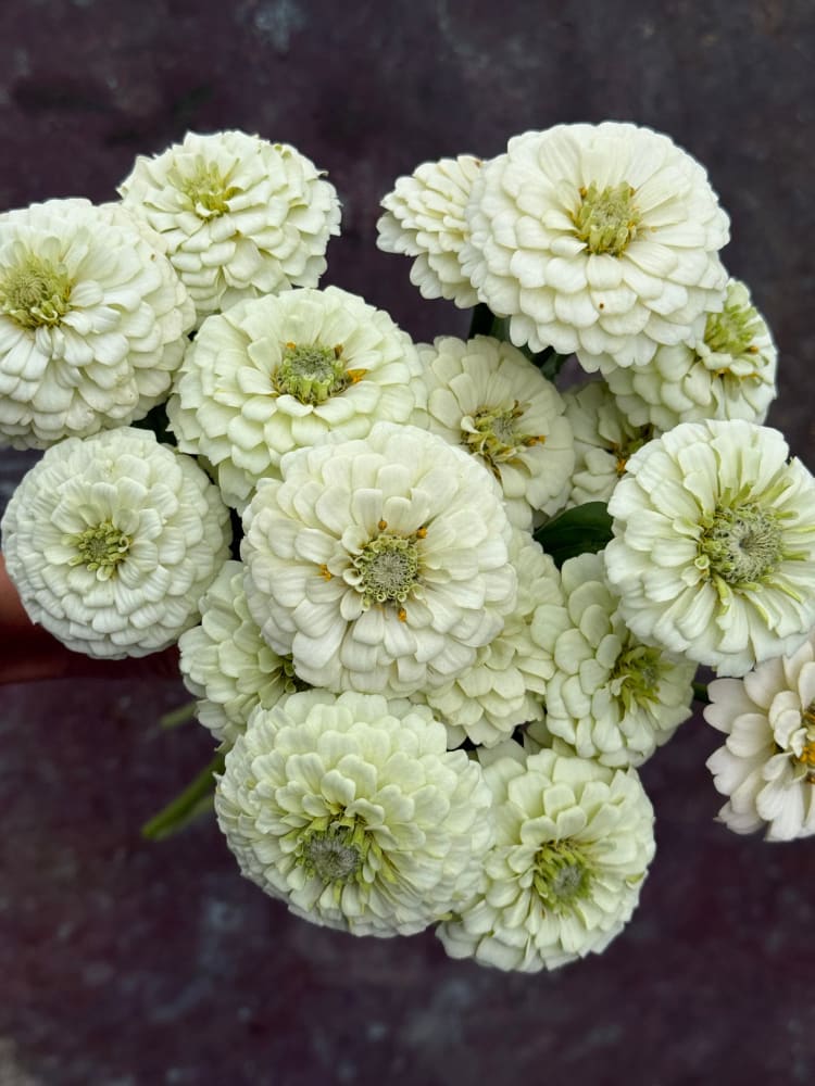 Zinnia elegans OKLAHOMA white therapyofflowers.com