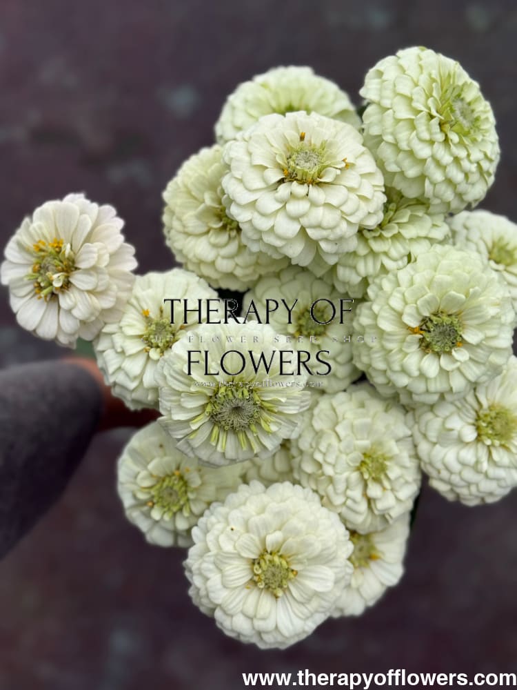 Zinnia elegans OKLAHOMA white therapyofflowers.com