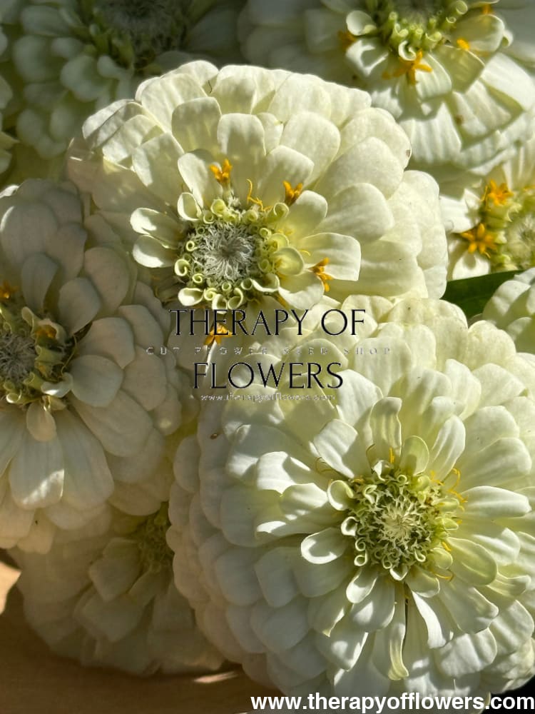 Zinnia elegans OKLAHOMA white therapyofflowers.com
