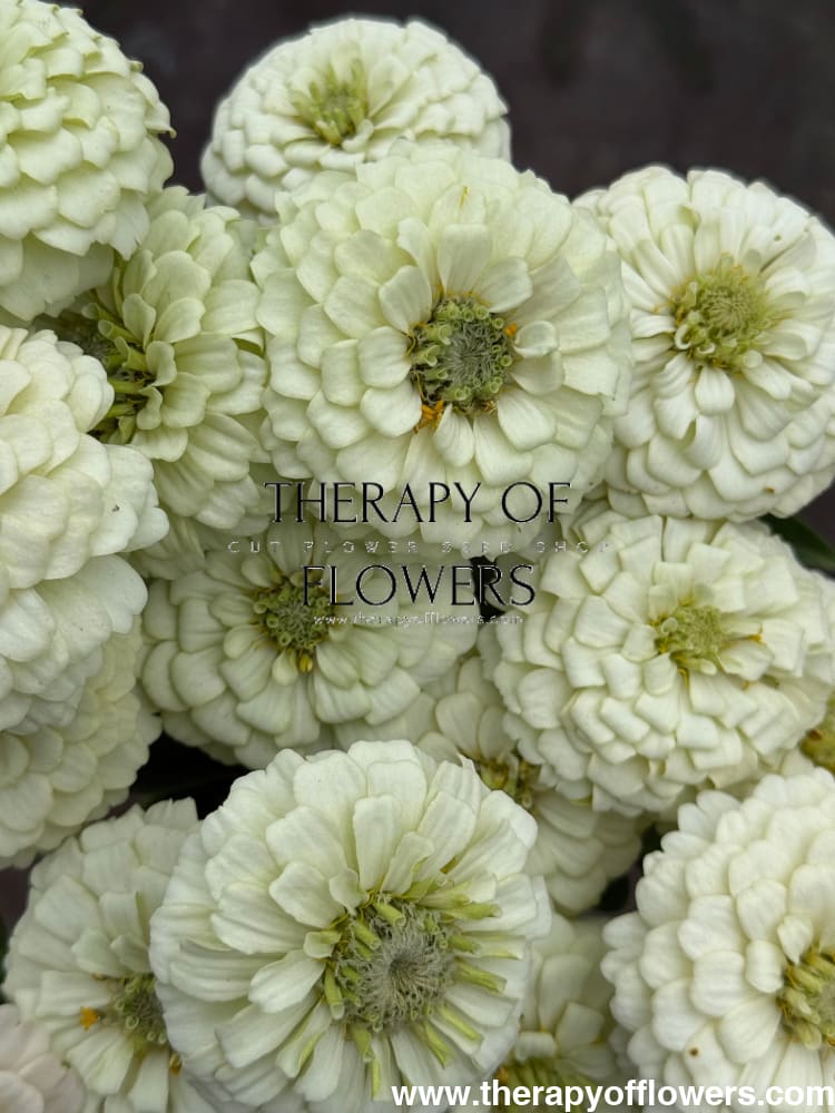Zinnia elegans OKLAHOMA white therapyofflowers.com