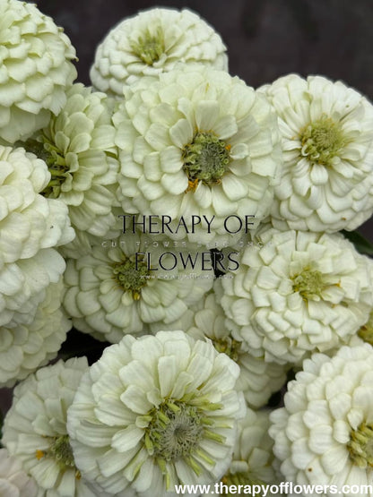 Zinnia elegans OKLAHOMA white therapyofflowers.com