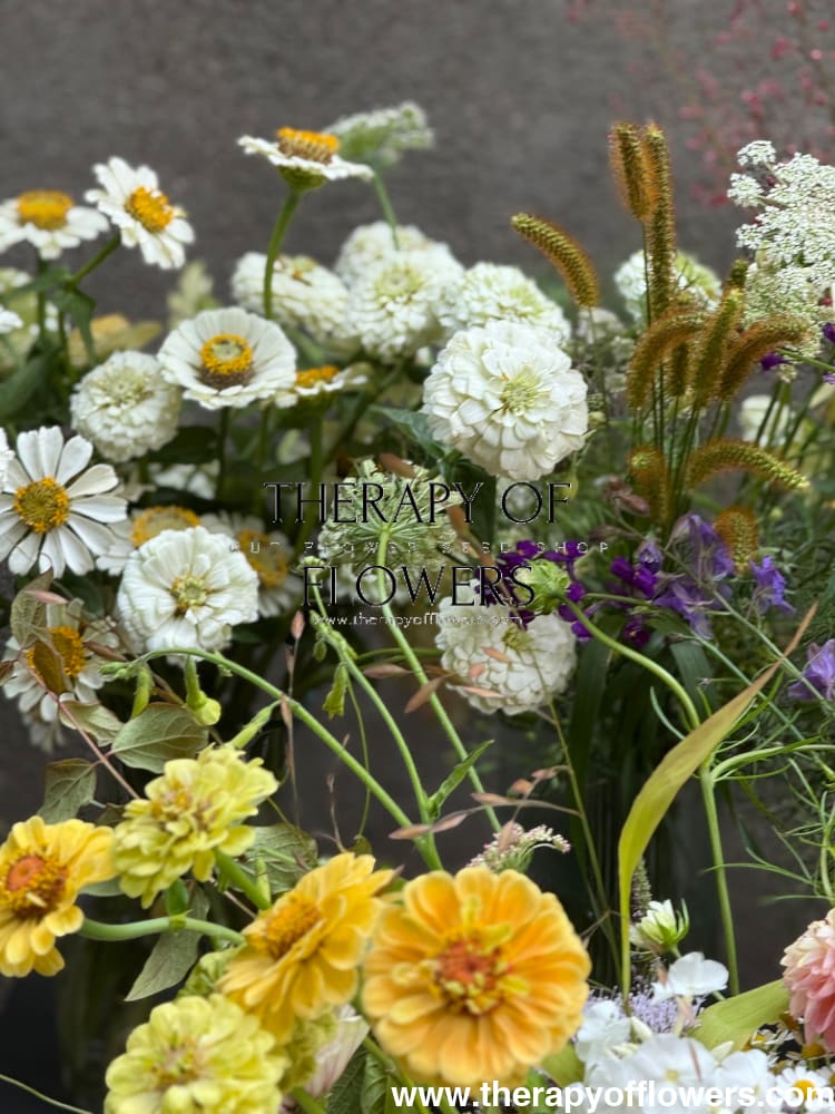 Zinnia elegans OKLAHOMA white therapyofflowers.com