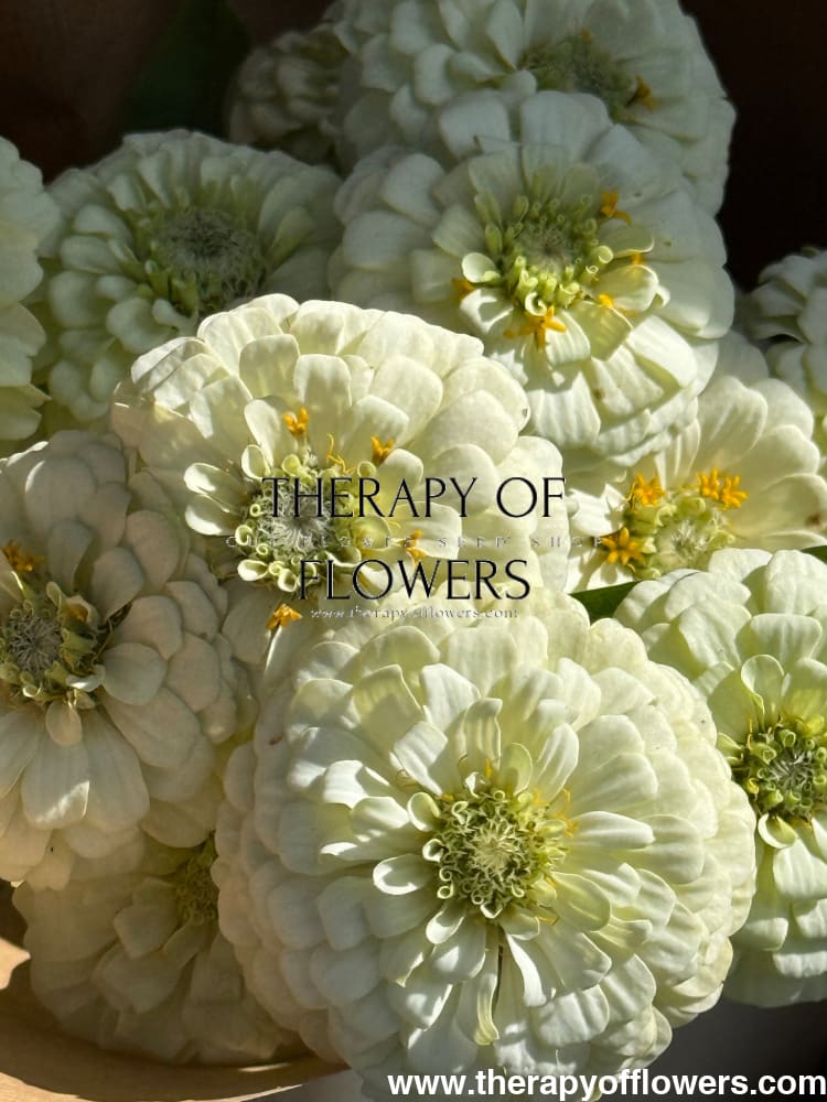 Zinnia elegans OKLAHOMA white therapyofflowers.com