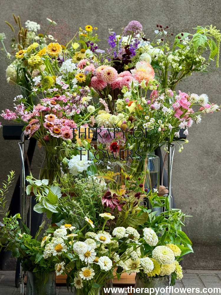 Zinnia elegans OKLAHOMA white therapyofflowers.com