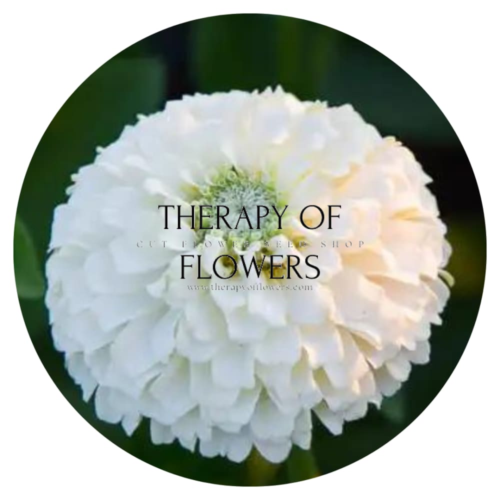 Zinnia elegans OKLAHOMA white