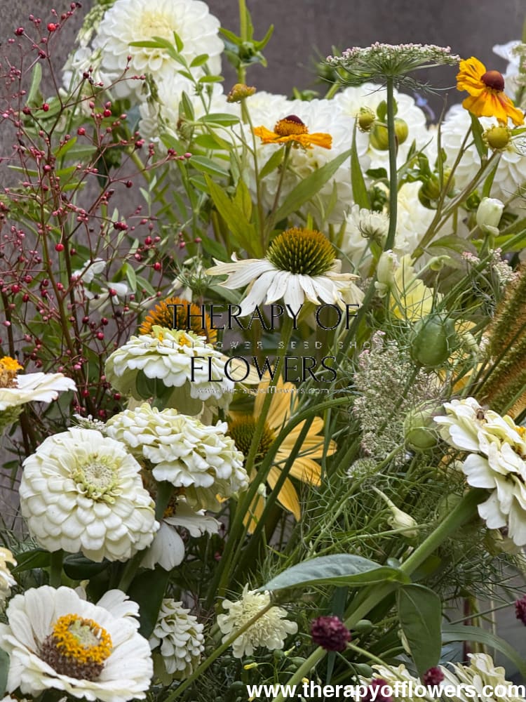 Zinnia elegans OKLAHOMA white therapyofflowers.com