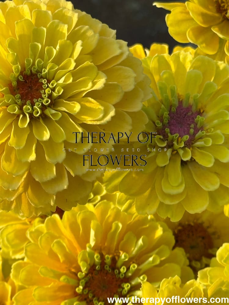 Zinnia elegans Queen Lemon Peach therapyofflowers.com