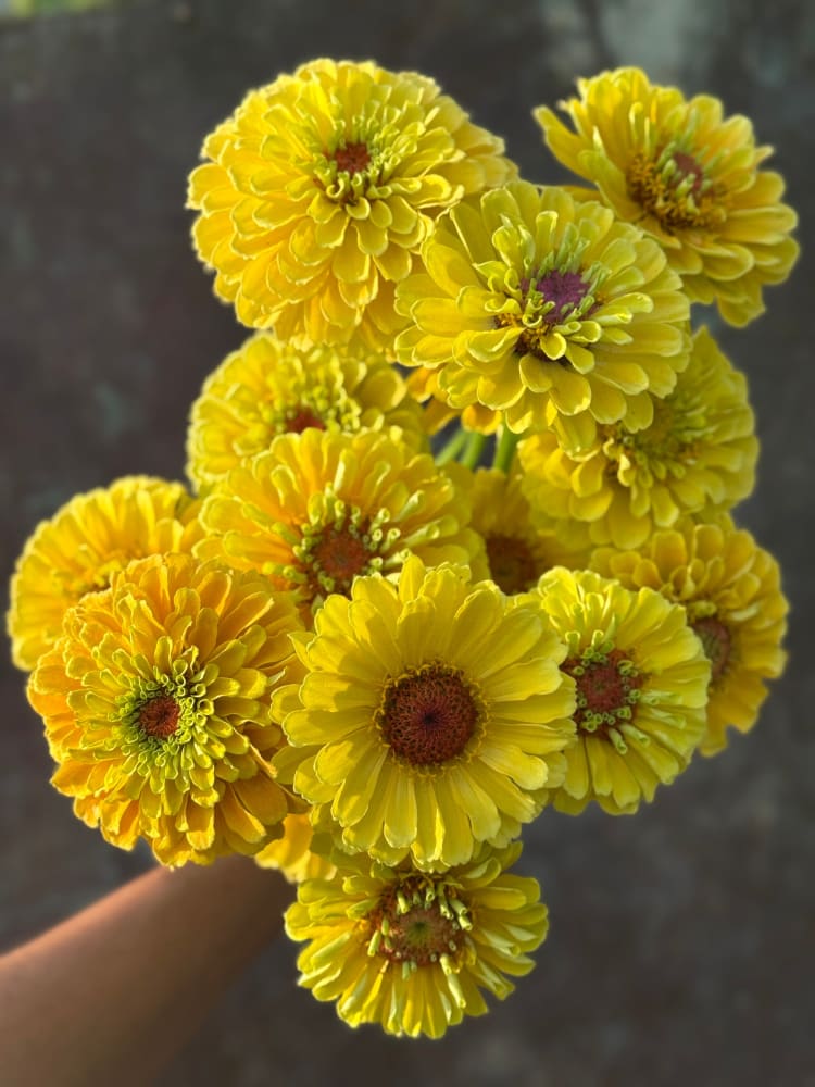 Zinnia elegans Queen Lemon Peach therapyofflowers.com