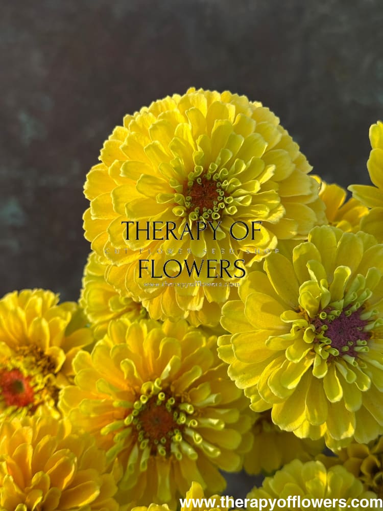 Zinnia elegans Queen Lemon Peach