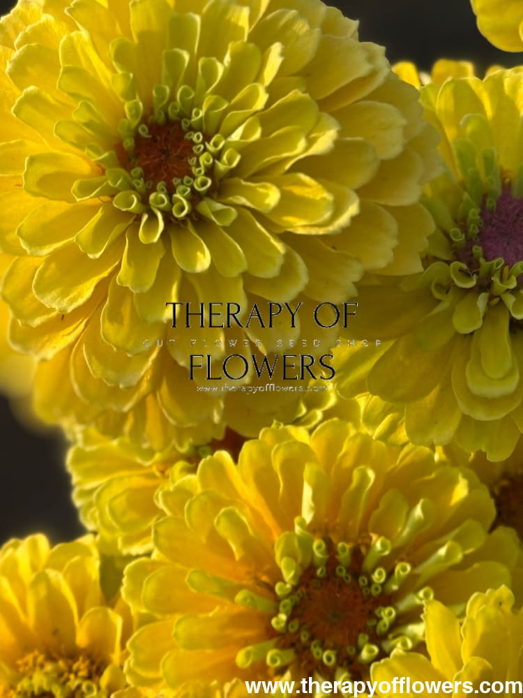 Zinnia elegans Queen Lemon Peach therapyofflowers.com